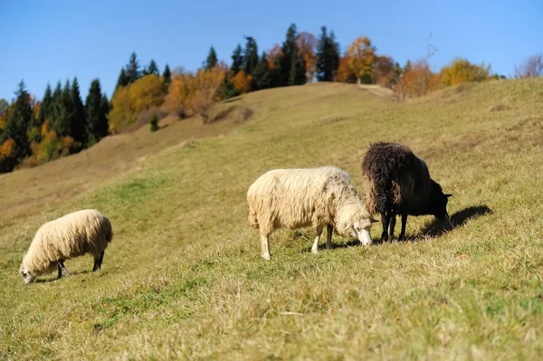Moutons sur un champ — Photo