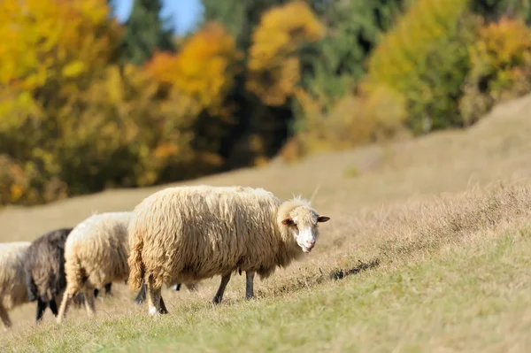 Овцы на поле — стоковое фото