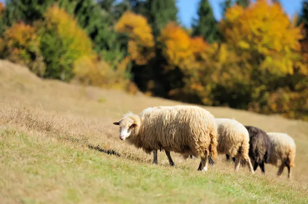 Ovce na poli — Stock fotografie