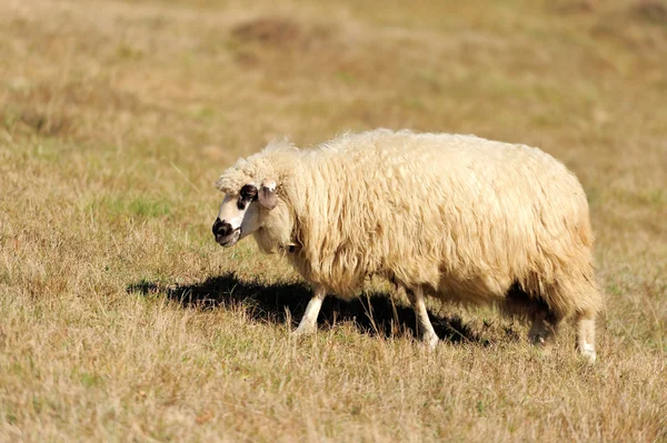 Вівці на полі — стокове фото