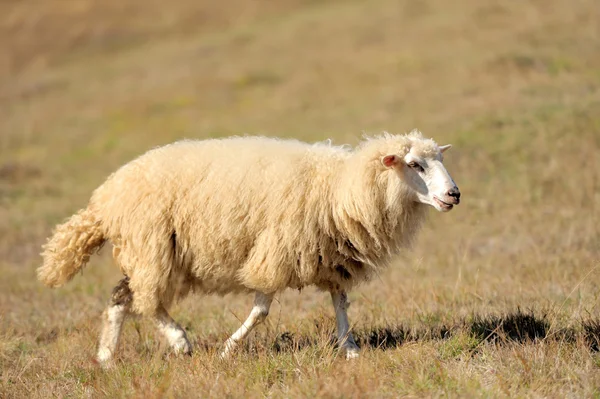 Får på ett fält — Stockfoto