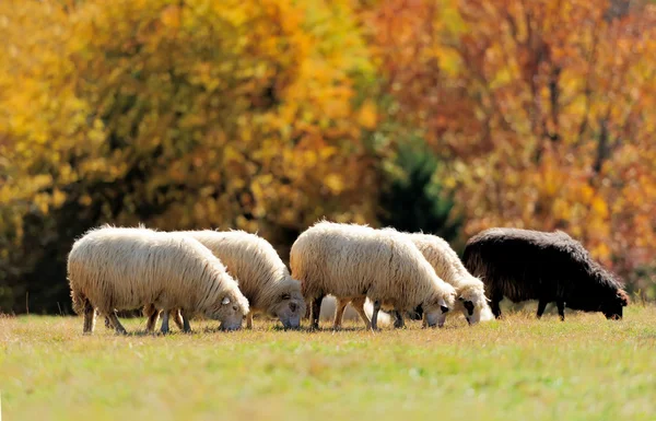 Moutons sur un champ — Photo