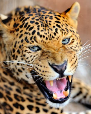 leopar
