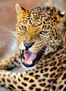 leopar