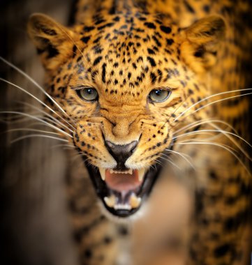 leopar