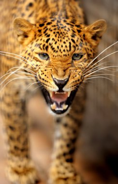 leopar