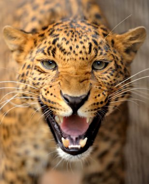 leopar