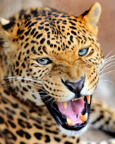 Leopard — Stockfoto