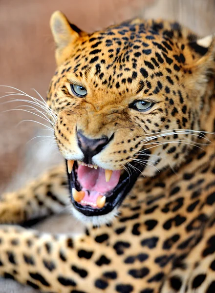 Leopard — Stockfoto