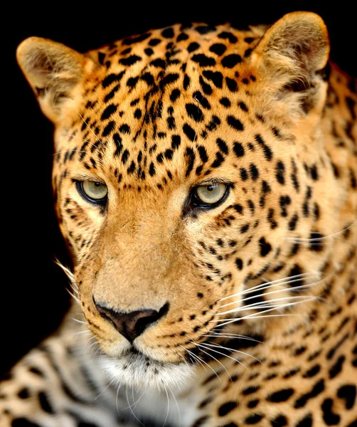 Leopardo — Foto de Stock