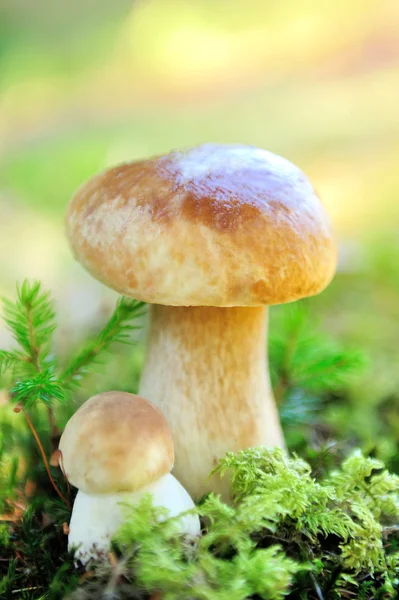 Boletus mushroom в лесу — стоковое фото