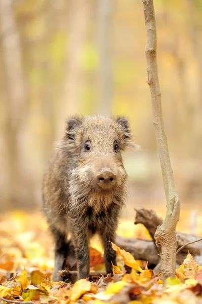 Cinghiale — Foto Stock