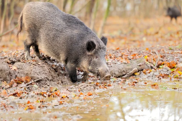 Wildschweine — Stockfoto