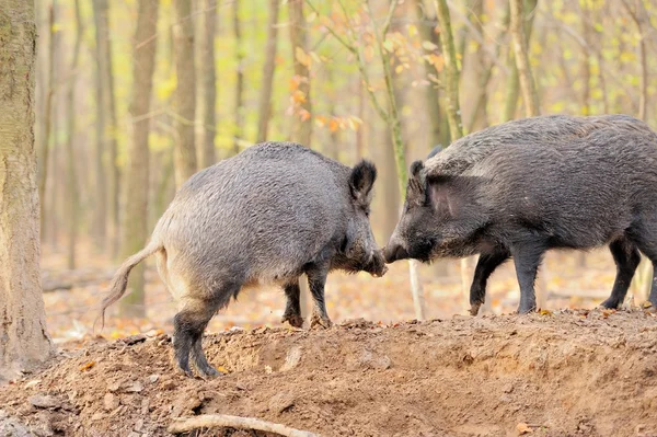 Wildschweine — Stockfoto