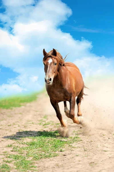 Cavalo no prado — Fotografia de Stock