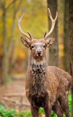 sonbahar ormandaki geyik