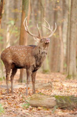 sonbahar ormandaki geyik