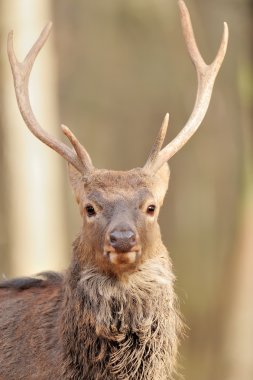 sonbahar ormandaki geyik