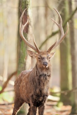 sonbahar ormandaki geyik