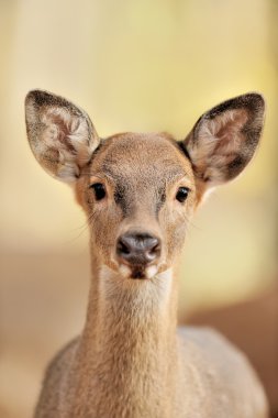 sonbahar ormandaki geyik