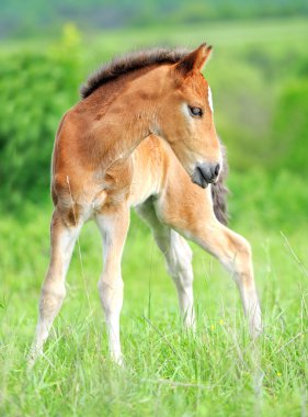 Colt
