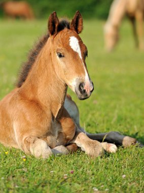 Colt