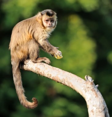 Capuchin monkey clipart