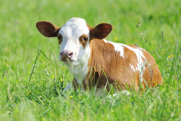 Calf in meadow — Stock Photo, Image