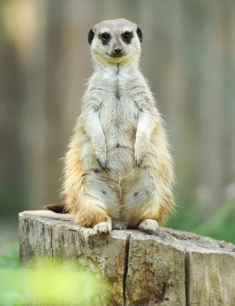 Μια meerkat στέκεται όρθια και αναζητούν συναγερμού — Φωτογραφία Αρχείου