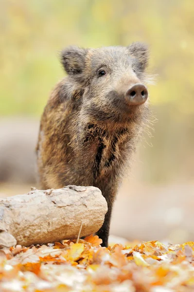 Wildschweine — Stockfoto