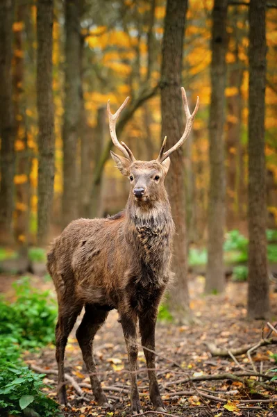 Ciervo en bosque otoñal — Foto de Stock