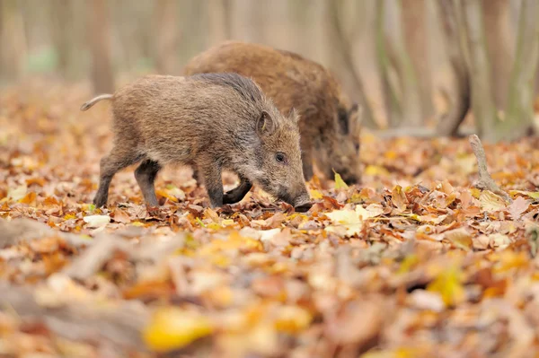 Cinghiale — Foto Stock