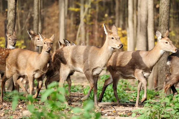 Rådjur i höst skog — Stockfoto