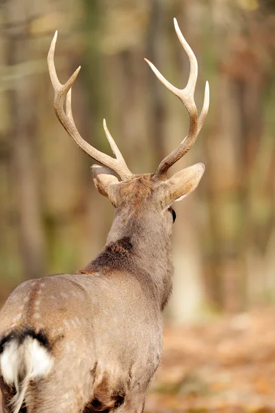 Herten in herfst bos — Stockfoto