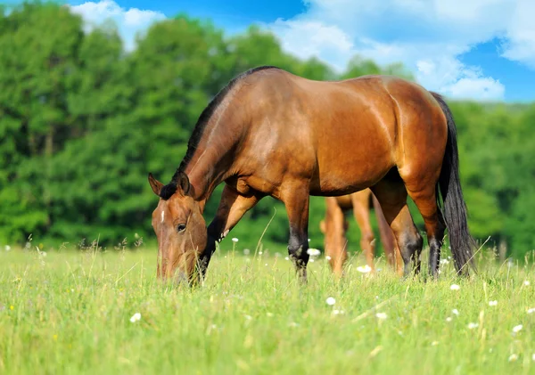 Häst — Stockfoto