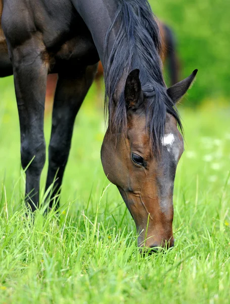 Paard — Stockfoto