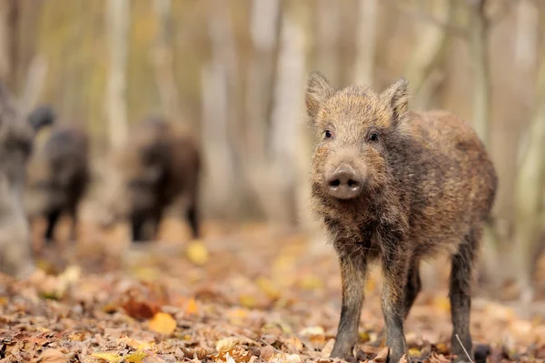 Wildschweine — Stockfoto