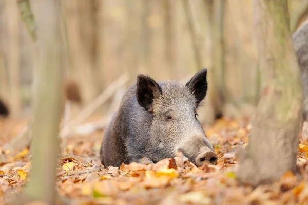 Wilde zwijnen — Stockfoto