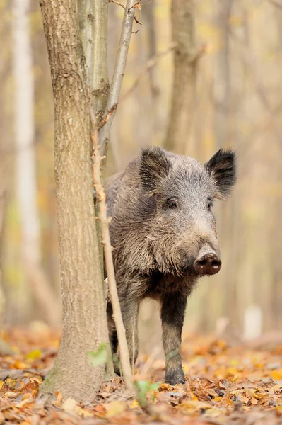 Wilde zwijnen — Stockfoto