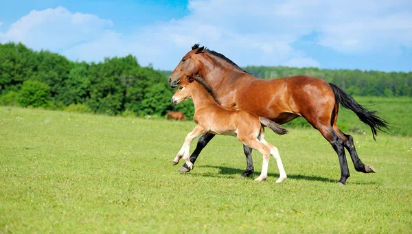 Hästar — Stockfoto