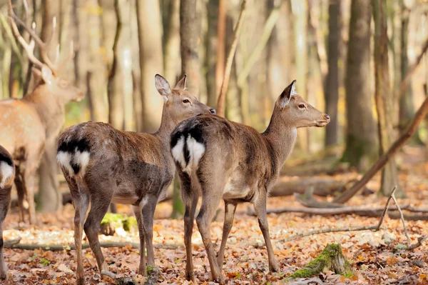 Sonbahar ormandaki geyik — Stok fotoğraf