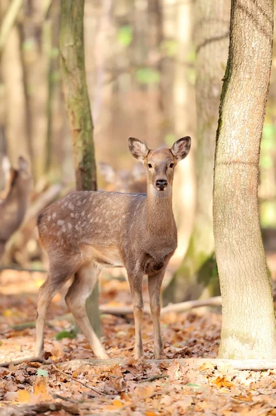 Cerfs dans la forêt d'automne — Photo