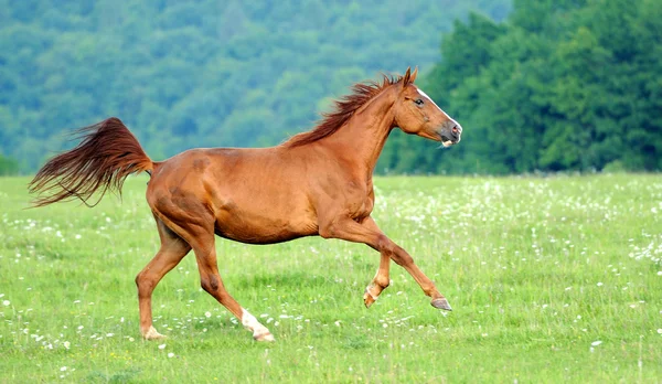 Paard in veld — Stockfoto