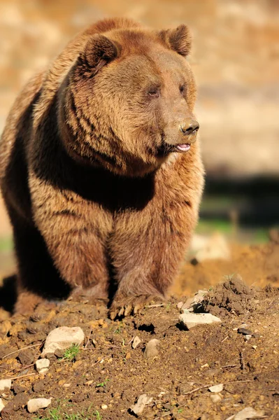 棕色的大熊 — 图库照片