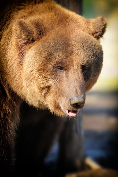 Big Brown Bear — Stock Photo, Image