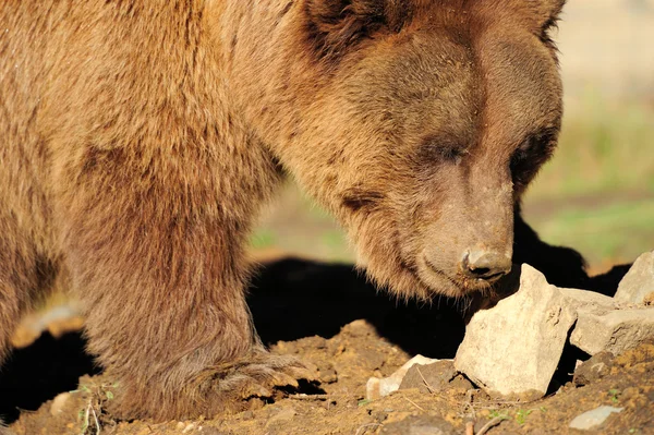 Большой бурый медведь — стоковое фото