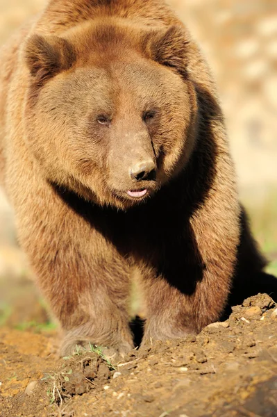 Oso marrón grande — Foto de Stock