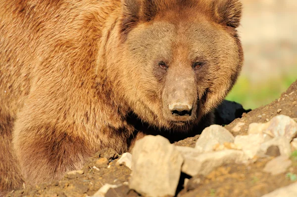 棕色的大熊 — 图库照片