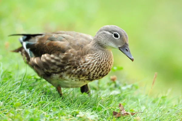 Wild duck — Stock Photo, Image