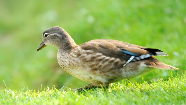 Wild duck — Stock Photo, Image